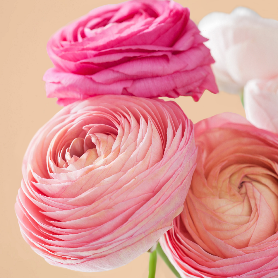 Ranunculus Tecolote® Flower Fields Collection