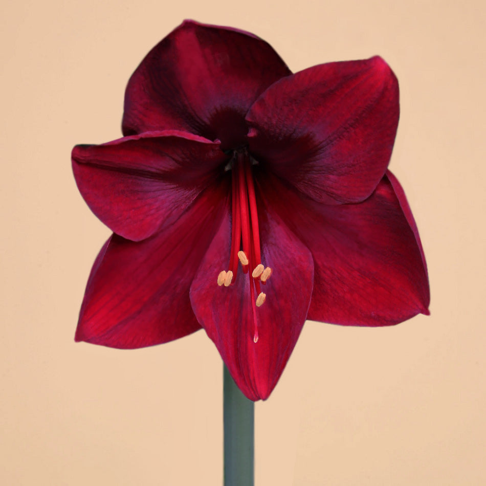 Amaryllis Royal Velvet Bulbs for Sale