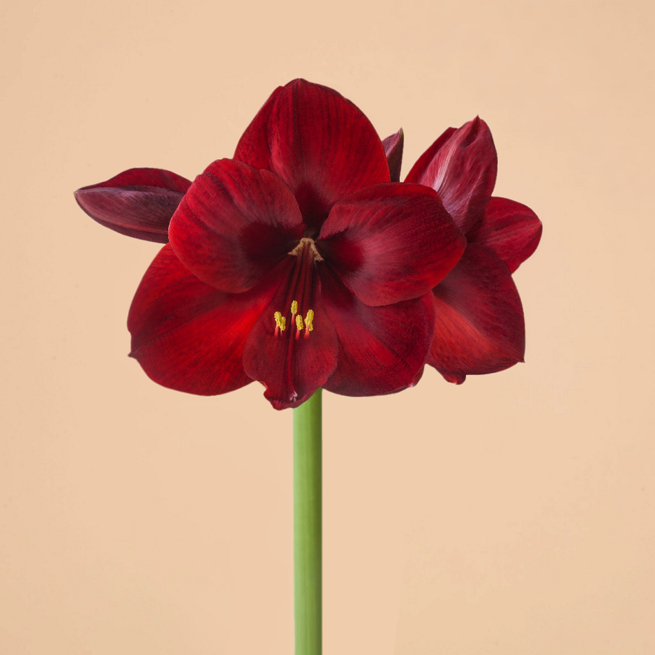 Amaryllis Carmen