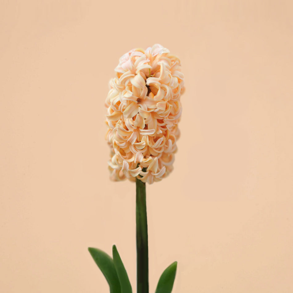 Hyacinth Apricot Passion Bulbs for Sale