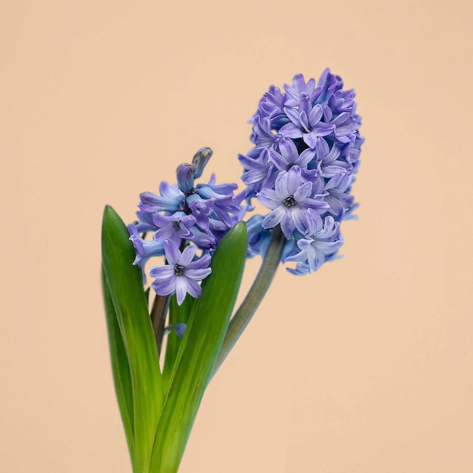 Hyacinth Blue Pearl Bulbs for Sale