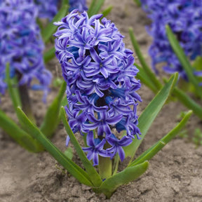 Hyacinth Blue Pearl Bulbs for Sale