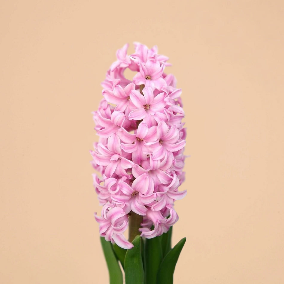 Hyacinth Fondant Bulbs for Sale