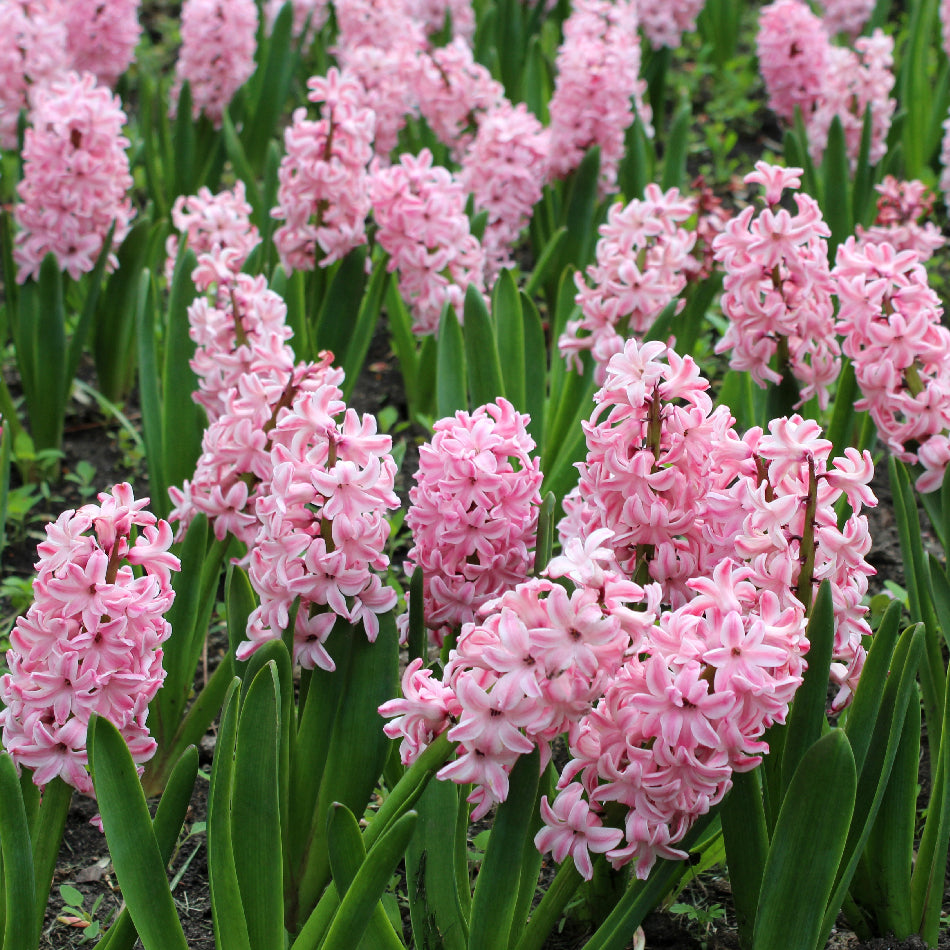 Hyacinth Fondant Bulbs for Sale