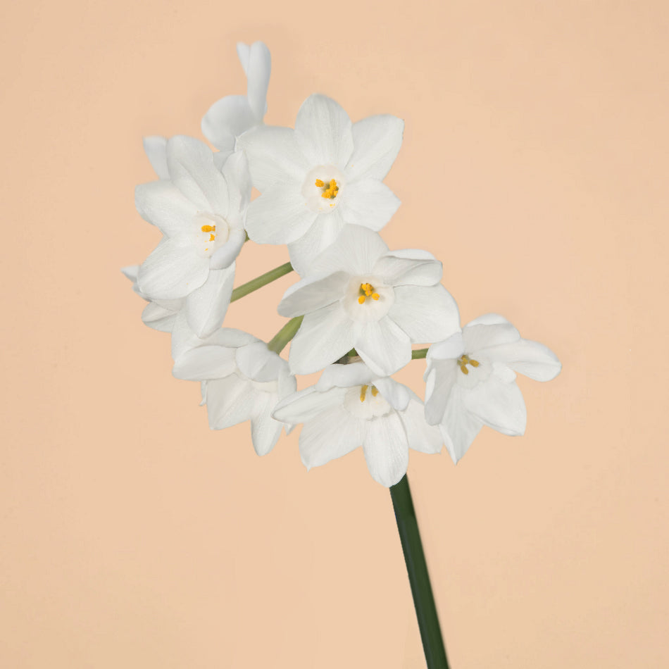 Tazetta Ziva Paperwhites