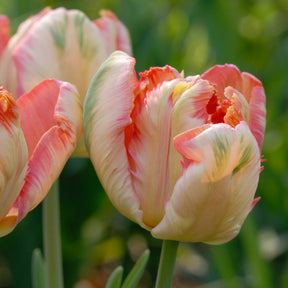 Tulip Apricot Parrot Bulbs for Sale